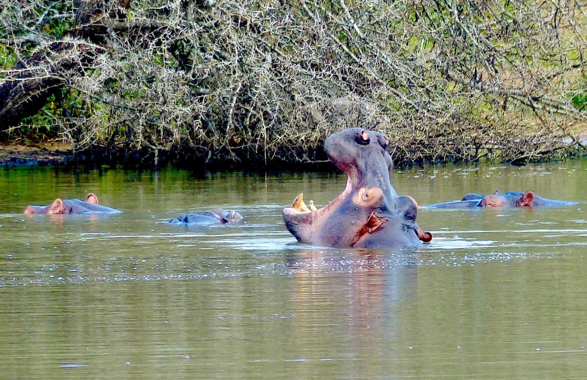 Hippo with mouth open
